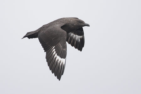 South Polar Skua (Catharacta maccormicki) photo