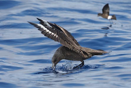 South Polar Skua (Catharacta maccormicki) photo