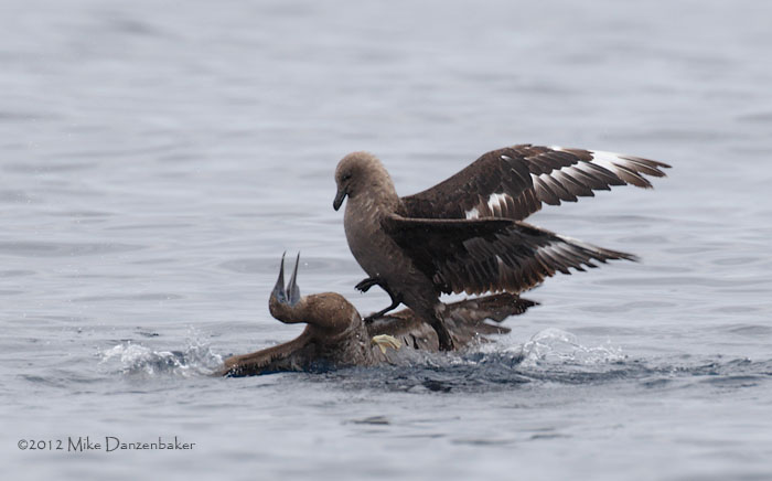 South Polar Skua (Stercorarius maccormicki) photo