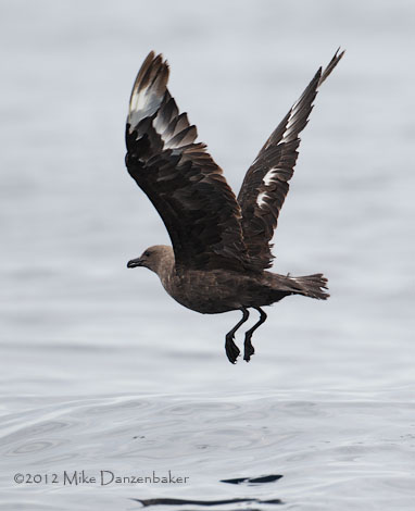 South Polar Skua (Stercorarius maccormicki) photo