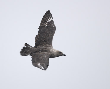 South Polar Skua (Catharacta maccormicki) photo