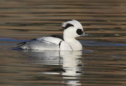 Smew (Mergellus albellus) photo