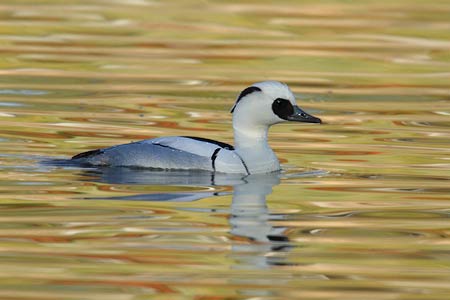 Smew (Mergellus albellus) photo