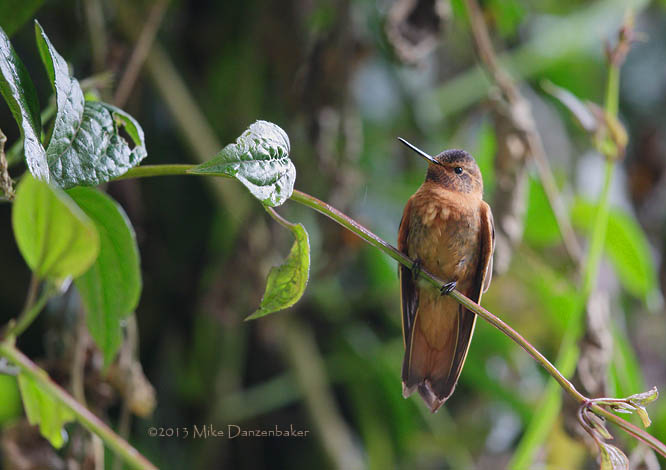 Shining Sunbeam (Aglaeactis cupripennis) photo