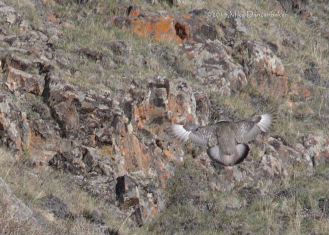Altai Snowcock (Tetraogallus altaicus) photo