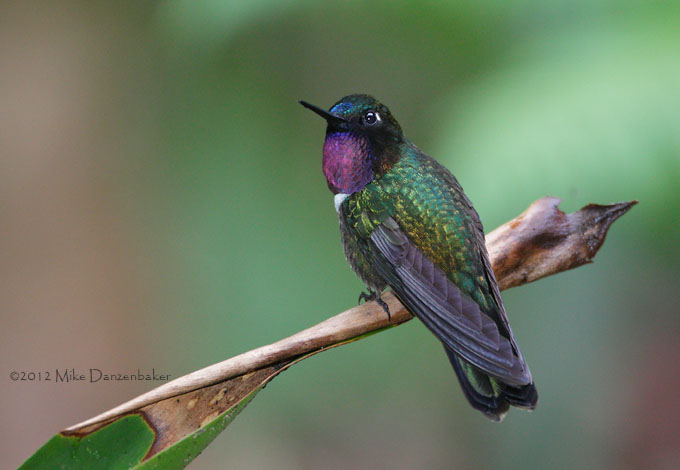 Amethyst-throated Sunangel (Heliangelus amethysticollis) photo