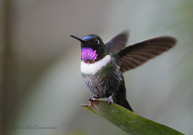 Amethyst-throated Sunangel (Heliangelus amethysticollis) photo