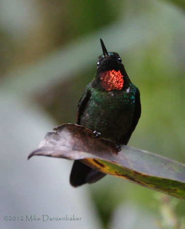 Flame-throated Sunangel (Heliangelus micraster) photo