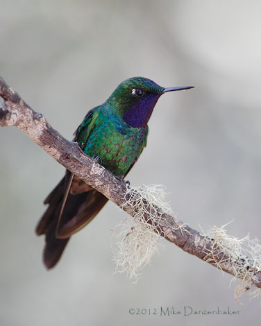 Purple-throated Sunangel (Heliangelus viola) photo