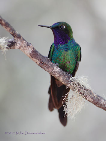 Purple-throated Sunangel (Heliangelus viola) photo