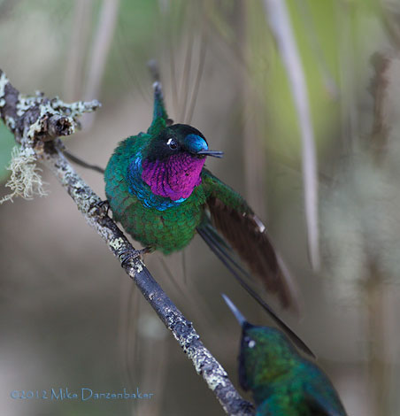 Purple-throated Sunangel (Heliangelus viola) photo