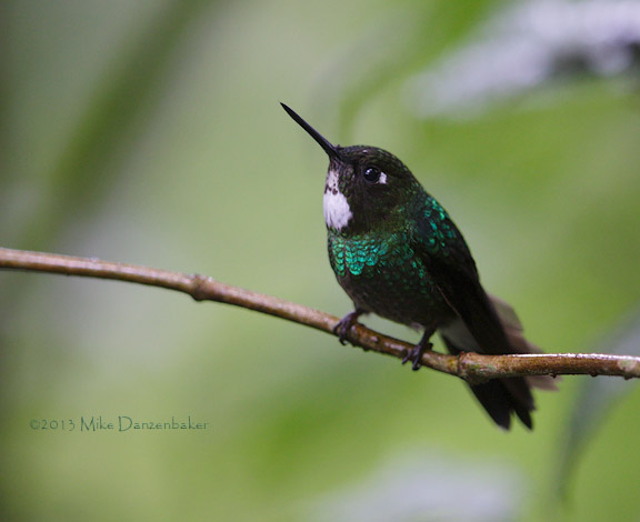 Tourmaline Sunangel (Heliangelus exortis) photo