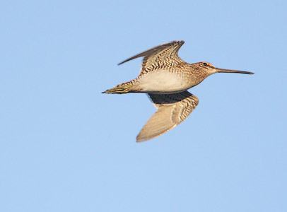 Common Snipe (Gallinago gallinago) photo