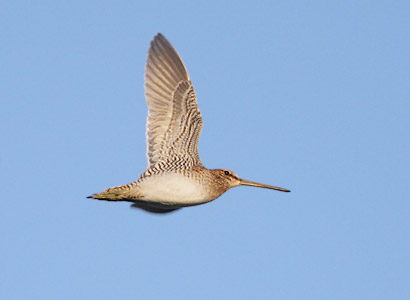 Common Snipe (Gallinago gallinago) photo