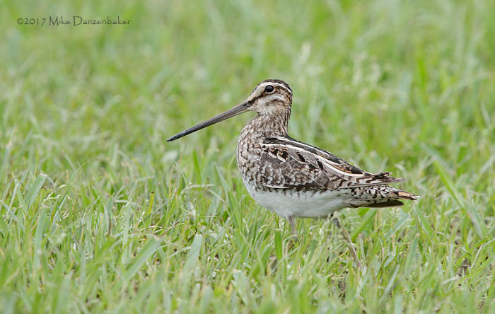 Common Snipe (Gallinago gallinago) photo