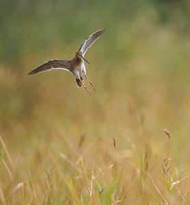 Common Snipe (Gallinago gallinago) photo image