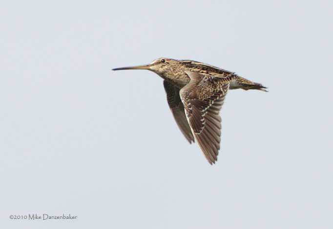 South American (Magellan) Snipe (Gallinago paraguaiae) photo