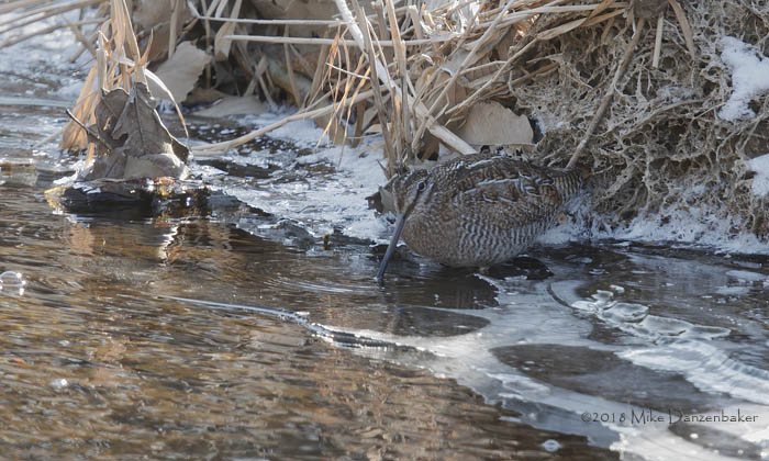 Solitary Snipe (Gallinago solitaria) photo