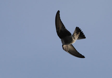 Madagascar Spinetail (Zoonavena grandidieri) photo