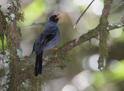 Black-faced Solitaire (Myadestes melanops) photo