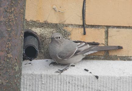 Townsend's Solitaire (Myadestes townsendi) photo