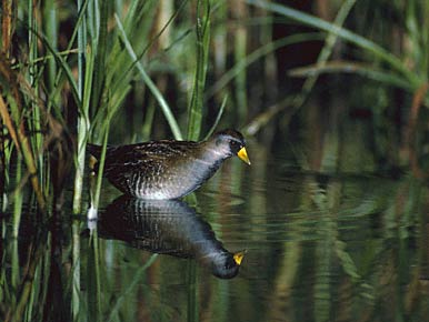 Sora (Porzana carolina) photo image