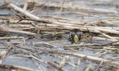 Sora (Porzana carolina) photo