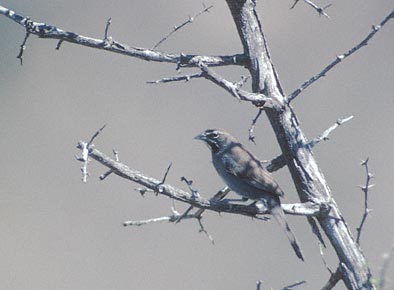 Five-striped Sparrow (Amphispiza quinquestriata) photo image