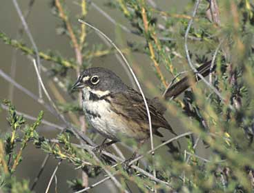 Bell's Sparrow (Amphispiza belli) photo image