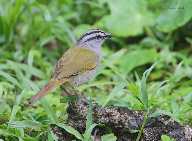 Black-striped Sparrow (Arremonops conirostris) photo
