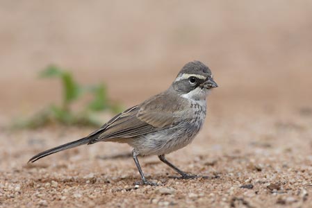 Black-throated Sparrow (Amphispiza bilineata) photo