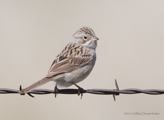 Brewer's Sparrow (Spizella breweri) photo