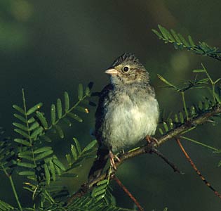 Cassin's Sparrow (Aimophila cassinii) photo