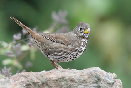 Fox Sparrow (Passerella iliaca) photo