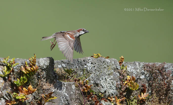 House Sparrow (Passer domesticus) photo