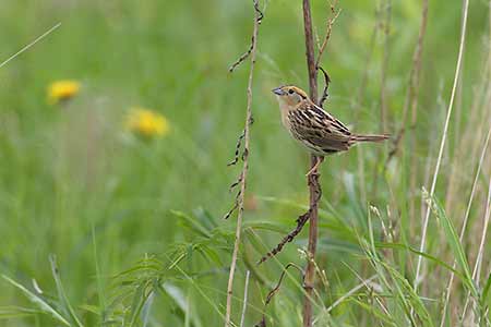 Le Conte's Sparrow (Ammodramus leconteii) photo