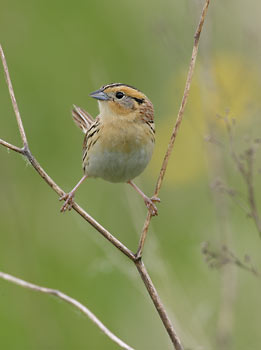 Le Conte's Sparrow (Ammodramus leconteii) photo
