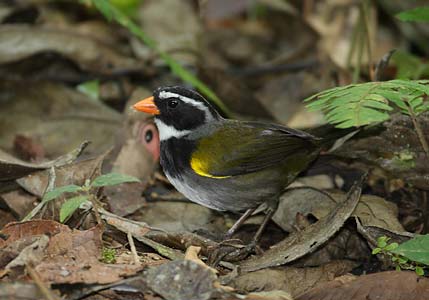 Orange-billed Sparrow (Arremon aurantiirostris) photo