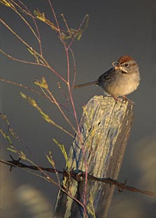 Rufous-crowned Sparrow (Aimophila ruficeps) photo image