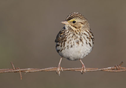 Savannah Sparrow (Passerculus sandwichensis) photo