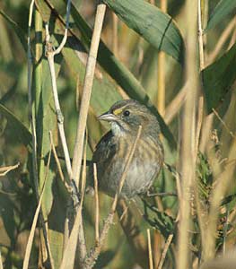 Seaside Sparrow (Ammodramus maritimus) photo image