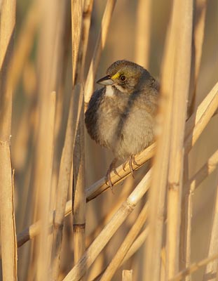 Seaside Sparrow (Ammodramus maritimus) photo