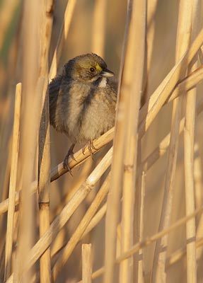 Seaside Sparrow (Ammodramus maritimus) photo