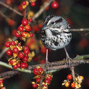Song Sparrow (Melospiza melodia) photo image