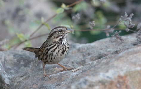 Song Sparrow (Melospiza melodia) photo