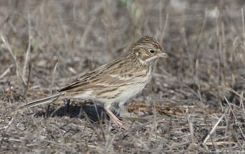 Vesper Sparrow (Pooecetes gramineus) photo