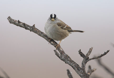 White-crowned Sparrow (Zonotrichia leucophrys) photo