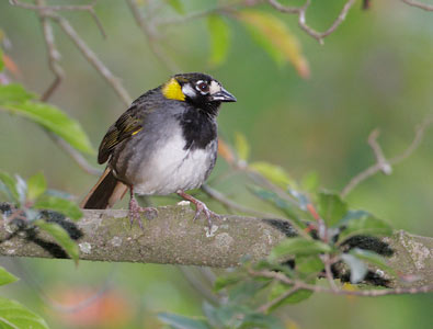 White-eared Ground-Sparrow (Melozone leucotis) photo