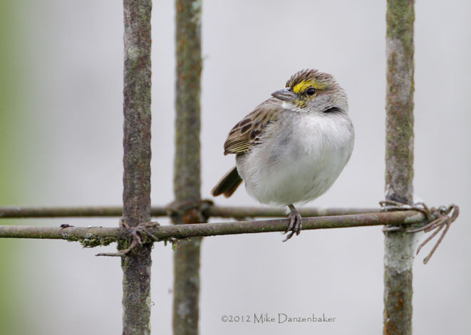 Yellow-browed Sparrow (Ammodramus aurifrons) photo