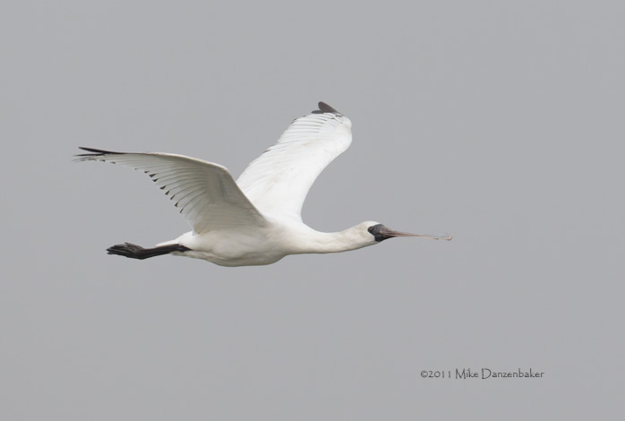 Black-faced Spoonbill (Platalea minor) photo